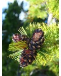 Сосна Гельдрейха / бiлокора Компакт Джем (штамб) | Pinus heldreichii / leucodermis Compact Gem (shtamb) | Сосна Гельдрейха / белокорая Компакт Джем (штамб)